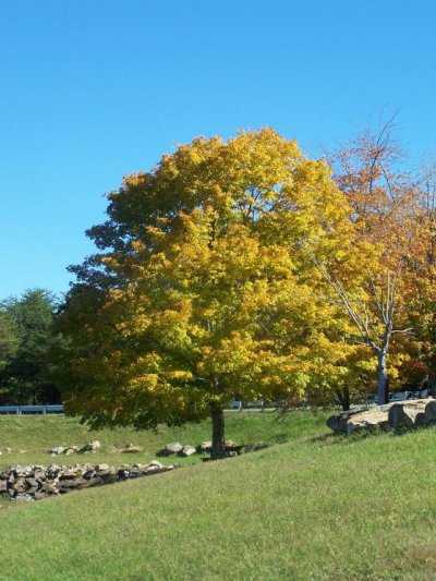 Fall Creek Falls 100910 007.jpg