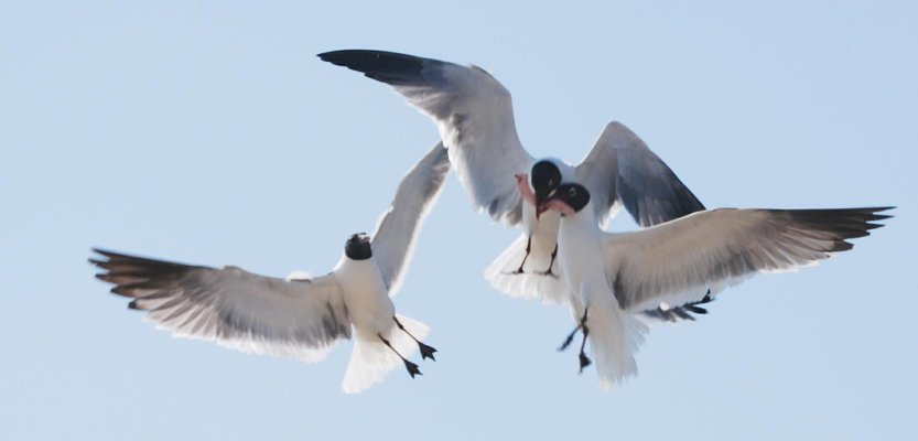 Fight over rib meat.jpg