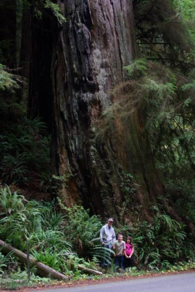 childrren in the redwoods.jpg