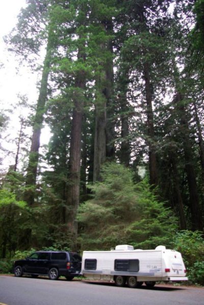 hi lo redwoods.jpg