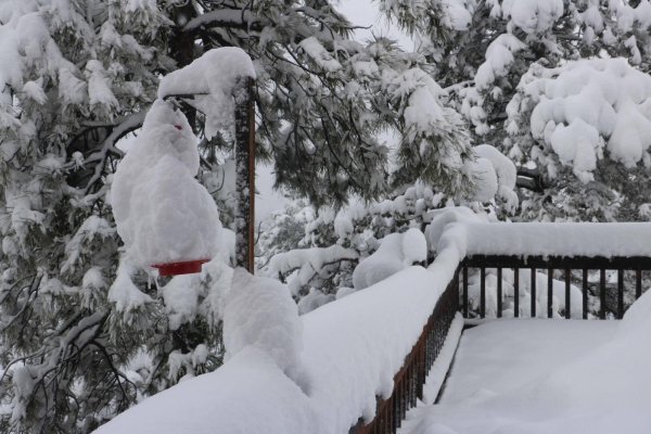 Hummingbird Feeder.jpg