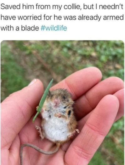 saved-him-my-collie-but-neednt-have-worried-he-already-armed-with-blade-wildlife.png