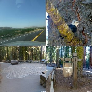 Sequoia Kings Canyon NP