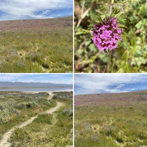 Carrizo Plain 4/16 - 4/18/24