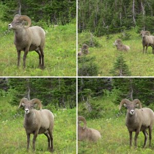 Glacier National Park Rams