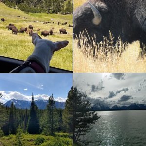 Grand Tetons & Yellowstone Summer 2020