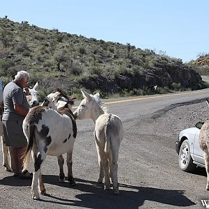 Mules - Oatman, Arizona