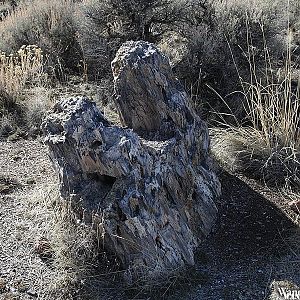 Petrified Forest, NE Nevada