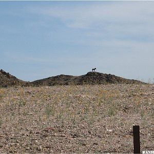 Imperial Dam to Havasu 1