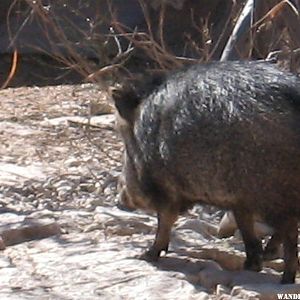 Lena Javelina