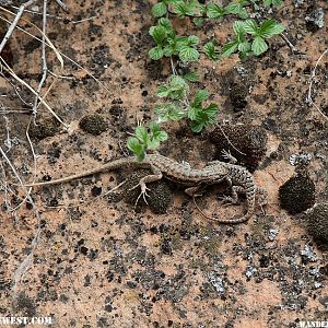 Lizard Fight!