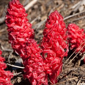 Snow Plants on A1 Eagle Lake summit