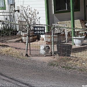 Beware of Dog - Bisbee