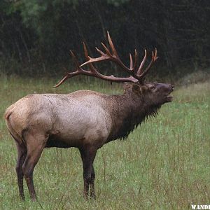 Woodland Elk in Smoky Mountain Nat'l Park