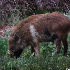 Wild Boar