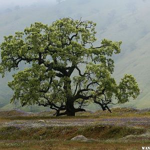 Lone OAk in field of flowers in Southern CA foothills