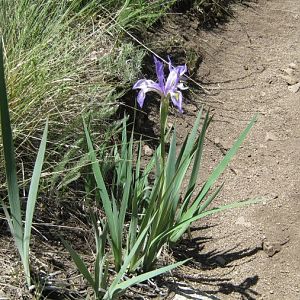 Wild iris