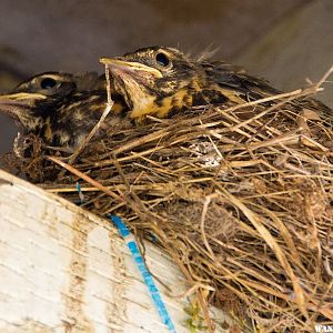 Robin Chicks