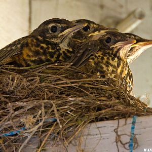 Robins 31 May 2012