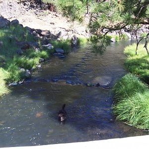 Ash Creek CG, Mooc NF -swimming hole