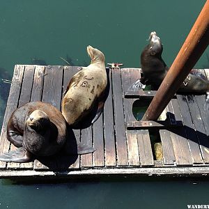 Seals at Newport