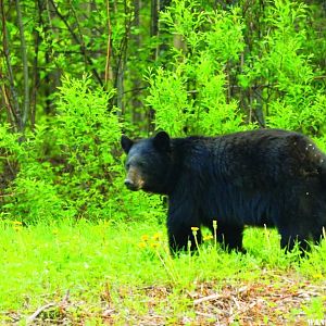 Bear in Alaska by LNorman