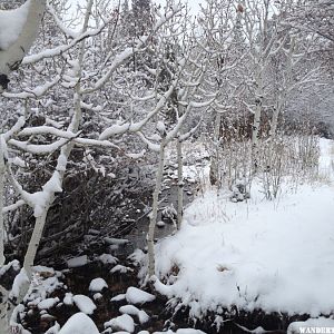 Lehman Creek in winter