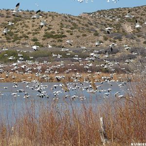 BdA Snow Geese