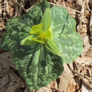 2014 GA MTNS 80 AT HOGPEN GAP YELLOW TRILLIUM