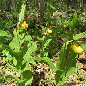 2014 HOME LADY SLIPPERS 02