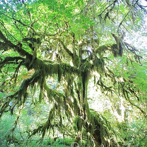 Moss dripping from a tree