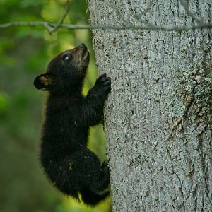 Cub Climbing Tree