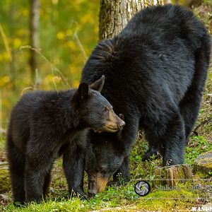 Yearling and Sow Black Bear