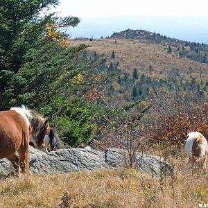 Mt Rodgers SP, VA