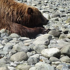 Bear Watching