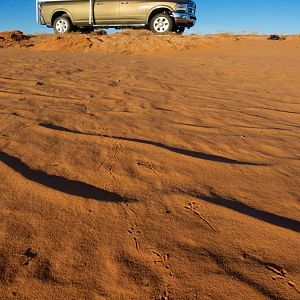 Canyonlands tracks