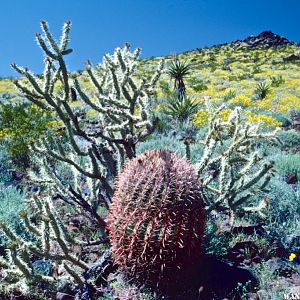 Mojave Road flowers 1983