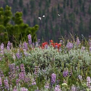 Pine Mountain butterflies June 2015