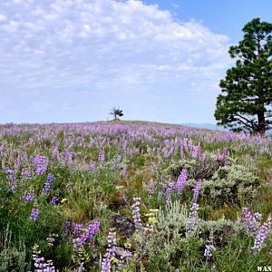 Pine Mountain summit June 2015