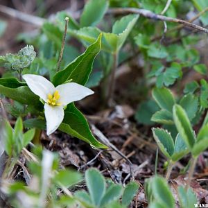 Trillium