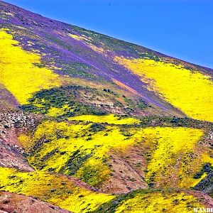 Carrizo Plain, California