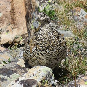 '15 A33 UT UNITAS BALD MTN TR PTARMIGAN