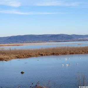 '15 MN 21 RENO TUNDRA SWANS