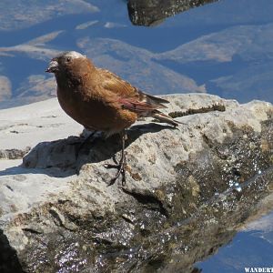 '15 61 CAN KAN RAWSON LK TR GRAY CROWNED ROSY FINCH