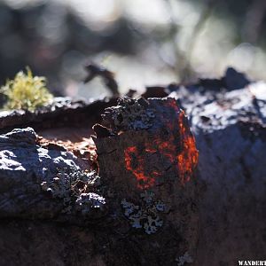 Backlit Bark