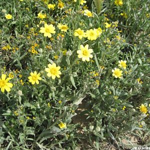 individual flowers @ Carizzo