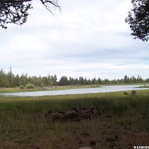 Res F, Modoc NF