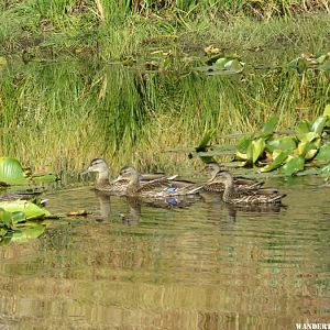 '16 53 WY, WIND R, SCAB CR TR, BL WG TEAL