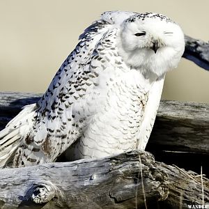 Snowy Owl NIK DSC5676