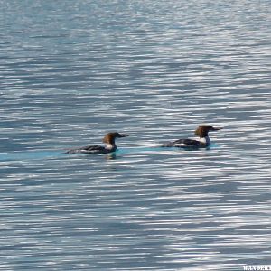 '15 N68 CAN CHEPHREN LK TR FEMALE COMMON MERGANSER